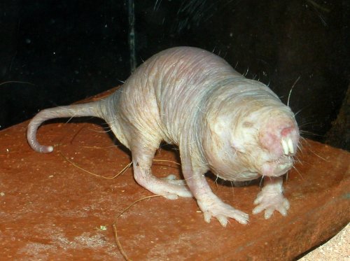 Albino Mole