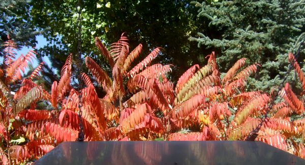 Red leaves outside window.